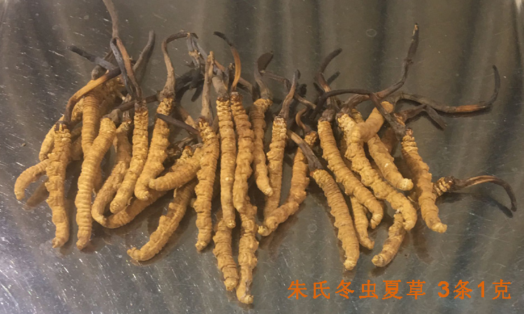 10克冬蟲(chóng)夏草有幾根圖片
