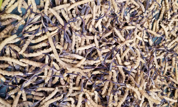 冬蟲夏草圖片3條1克