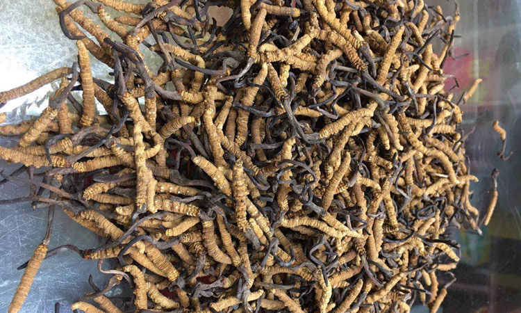 冬蟲夏草圖片3000條每公斤