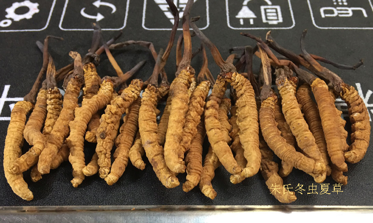 那曲冬蟲夏草3條一克干草圖片