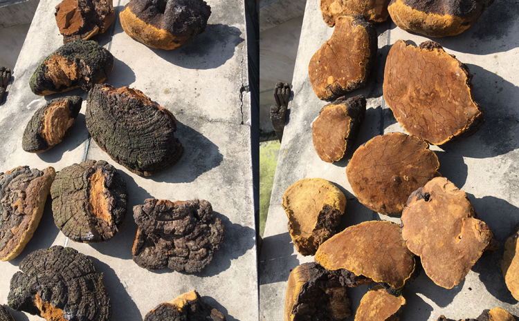 野生桑樹桑黃晾曬中