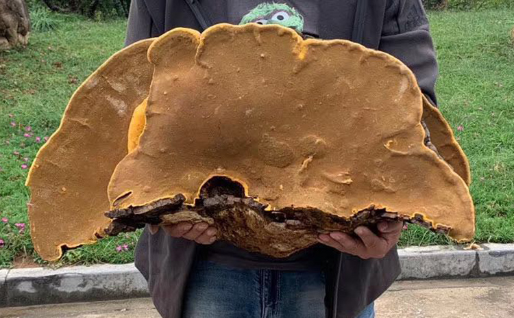 2019年最大野生桑黃10公斤圖片 2019年最大野生桑黃10公斤圖片