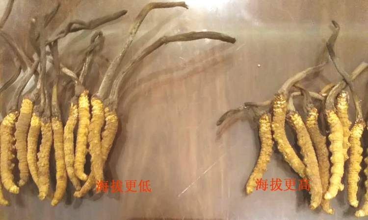 不同海拔冬蟲夏草對比圖片