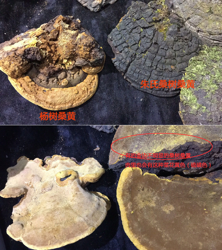 楊樹桑黃和桑樹桑黃的區(qū)別圖片