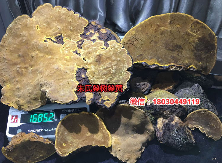 野生桑樹桑黃圖片