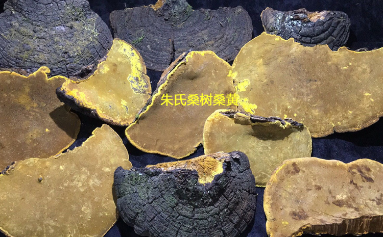 野生桑樹桑黃圖片