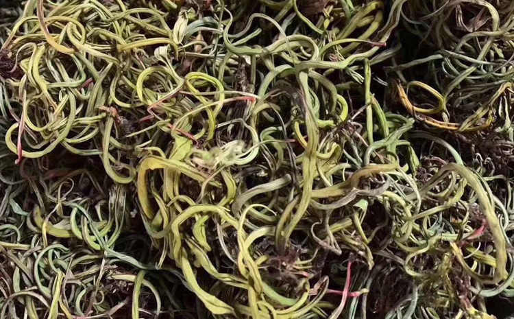 老撾野生化石草圖片