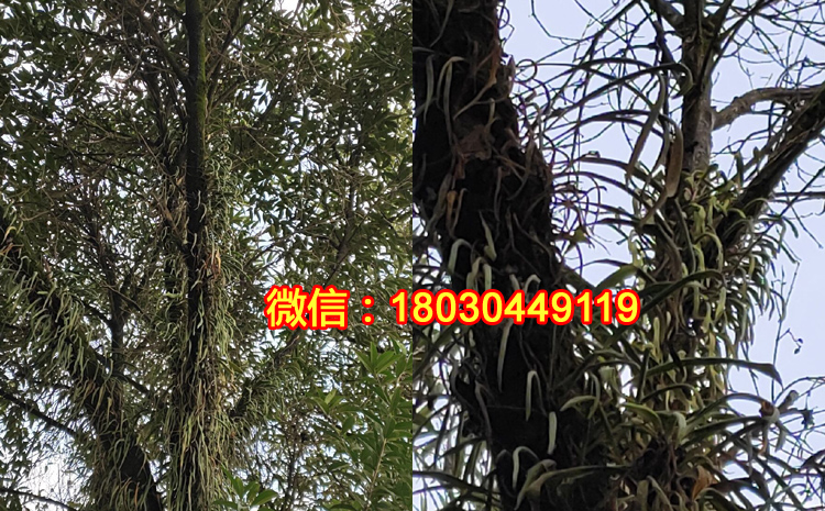 野生老撾化石草是什么樣子