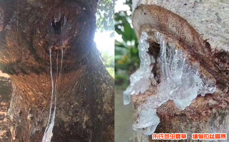 刺蘋婆樹圖片 刺蘋婆樹圖片