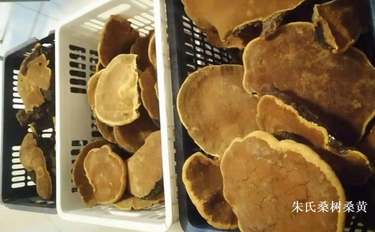 野生桑樹桑黃圖片