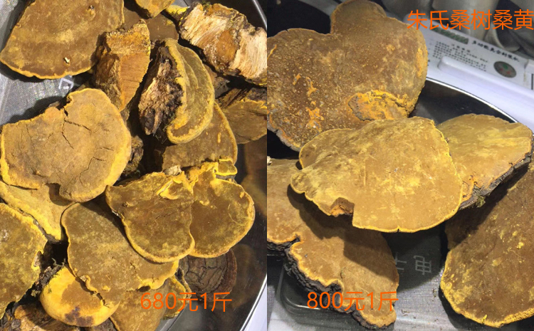 野生小桑樹桑黃圖片