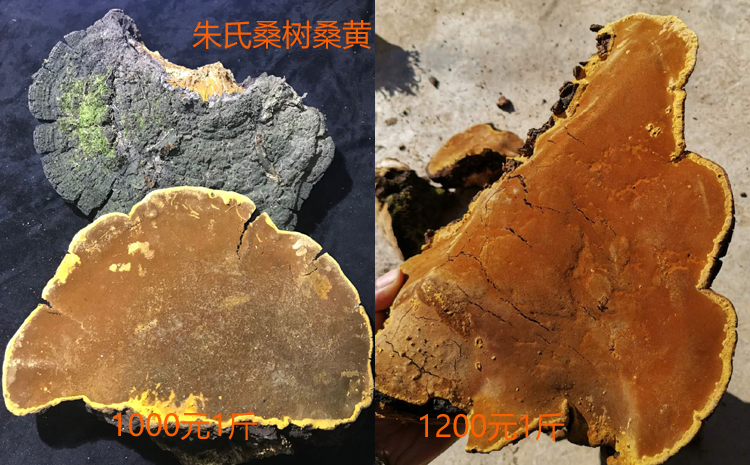 野生大桑樹桑黃圖片