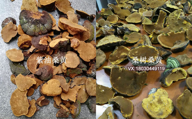 紫油黃和桑樹桑黃區別對比圖 紫油黃和桑樹桑黃區別對比圖