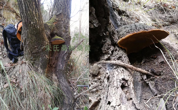 野生桑黃生長樹上的圖片2