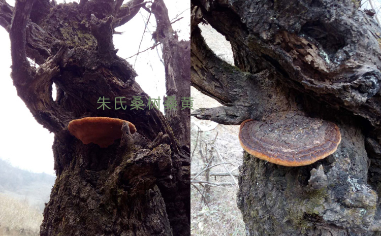 野生桑黃生長樹上的圖片3