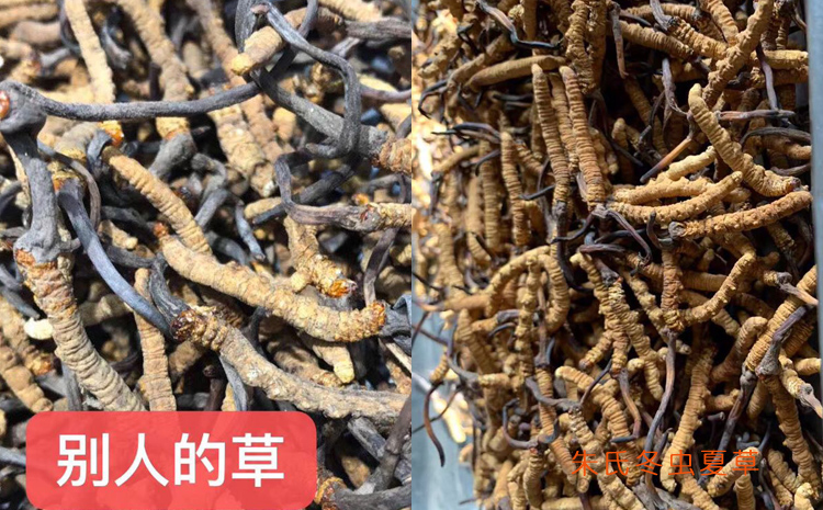 三級冬蟲夏草對比