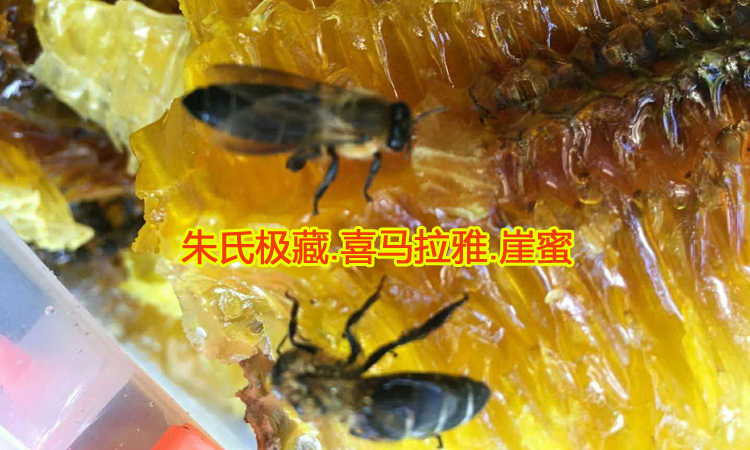 巖蜜黑大蜜蜂圖片