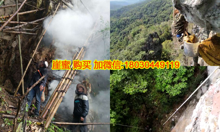 巖蜜崖蜜采集圖片