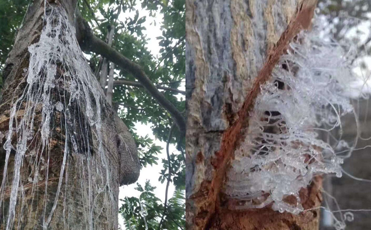 緬甸雪燕在樹上的圖片 緬甸雪燕在樹上的圖片