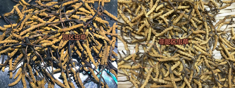 那曲冬蟲夏草和其它蟲草對比圖