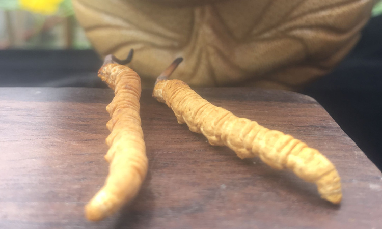 2條一克冬蟲夏草圖片