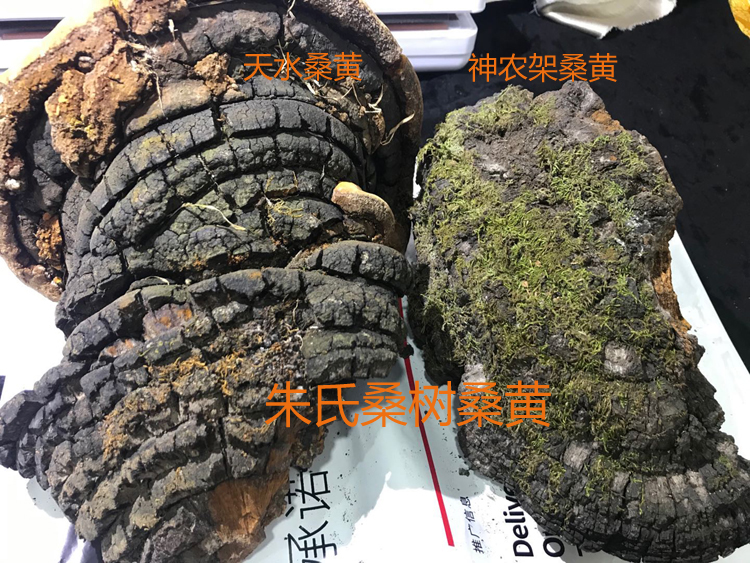 甘肅桑黃和神農架桑黃對比圖