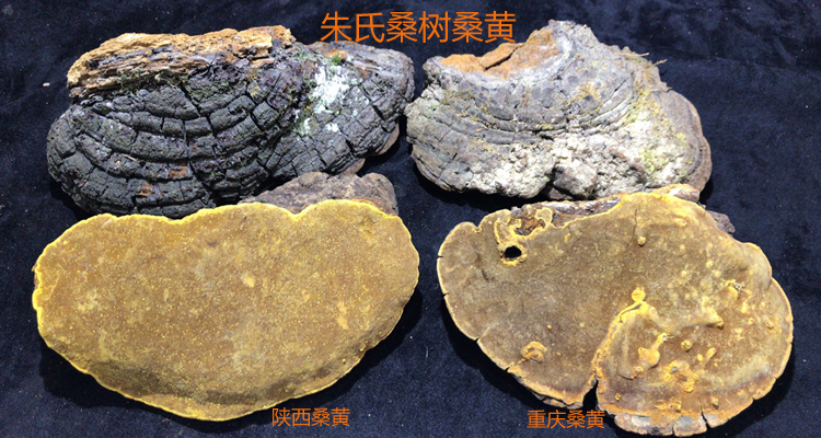 安康野生桑黃和重慶家桑桑黃對比圖