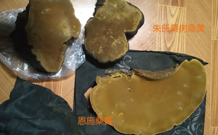 恩施桑樹桑黃圖片