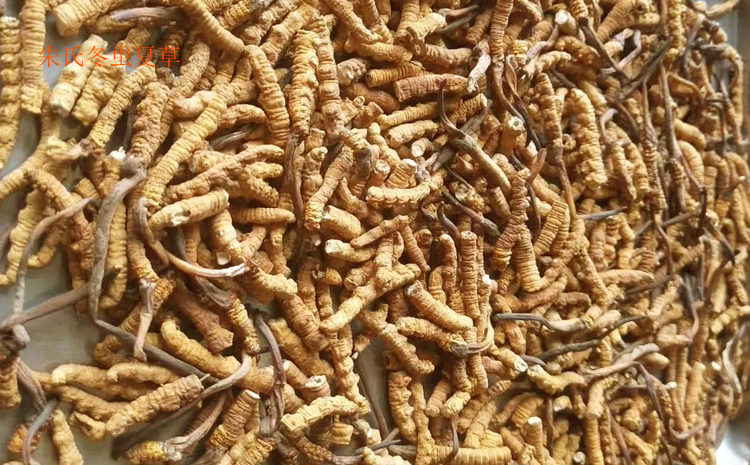 斷蟲草圖片 斷蟲草圖片