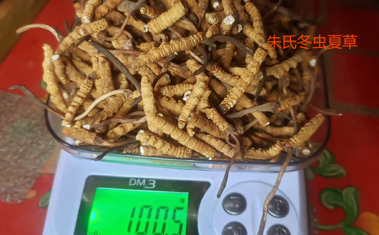 100克斷草圖片 100克斷草圖片
