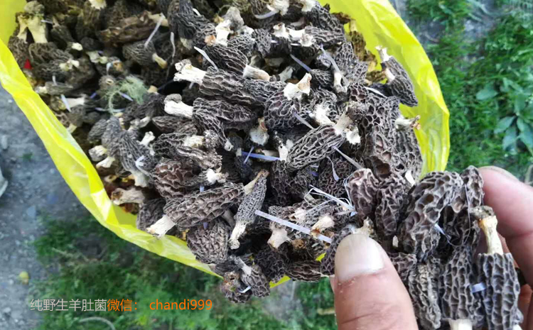 純野生羊肚菌圖片