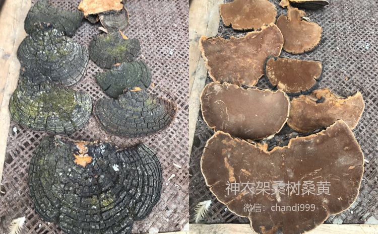 神農架桑樹桑黃 神農架桑樹桑黃