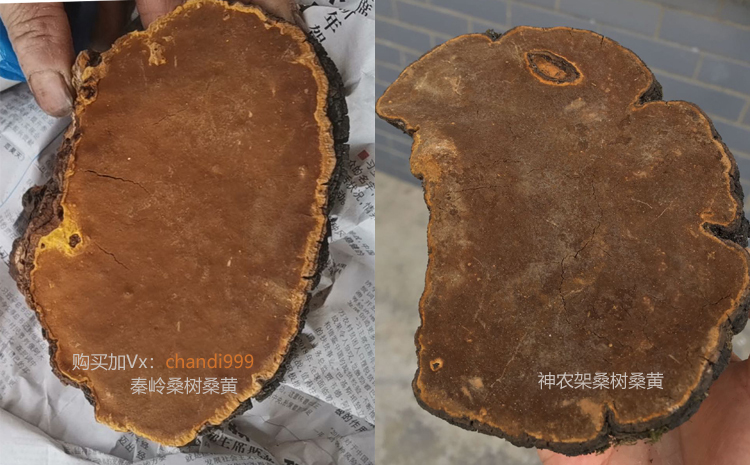 秦嶺桑黃和神農架桑黃區別圖片 秦嶺桑黃和神農架桑黃區別圖片