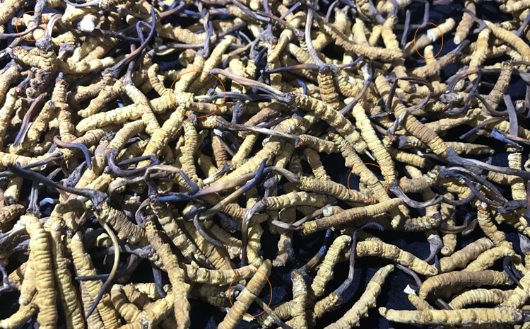 冬蟲夏草斷草圖片