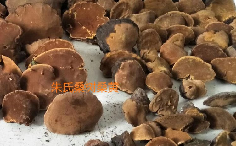桑樹(shù)桑黃圖片 桑樹(shù)桑黃圖片