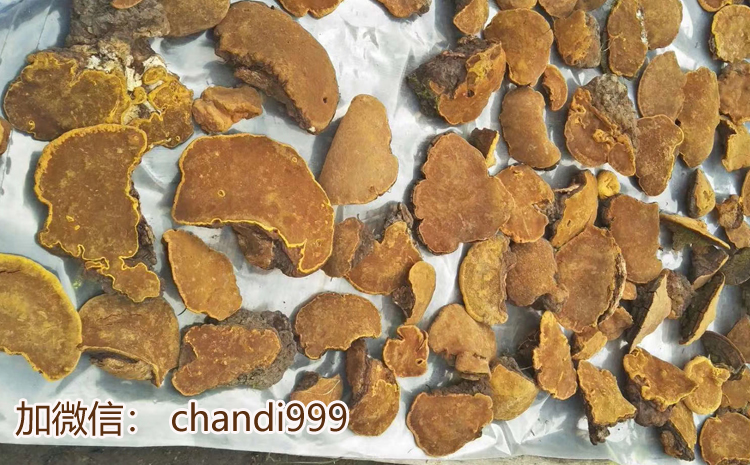 野生桑樹(shù)桑黃圖片 野生桑樹(shù)桑黃圖片