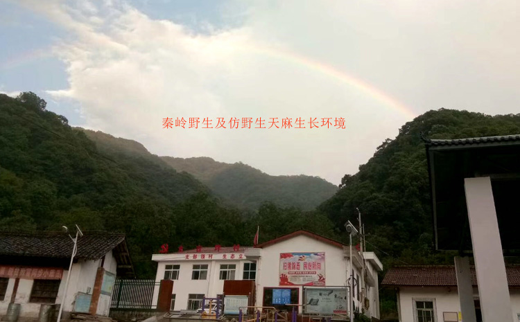 秦嶺野生天麻生長環境