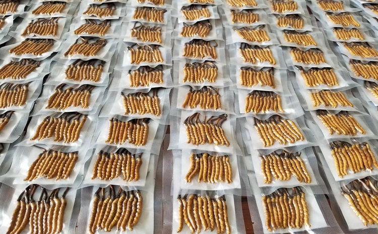 新鮮蟲草真空包裝