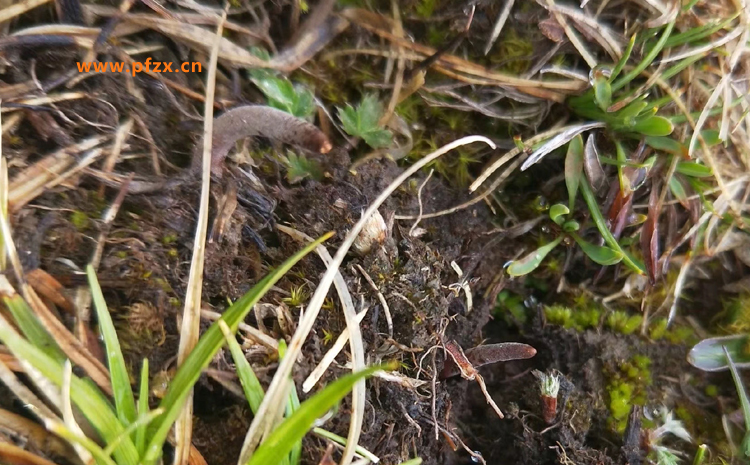 新鮮蟲草的葉子圖片