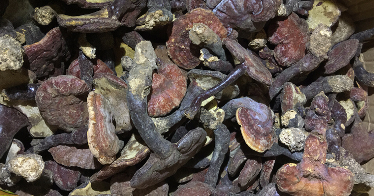 野生赤靈芝圖片