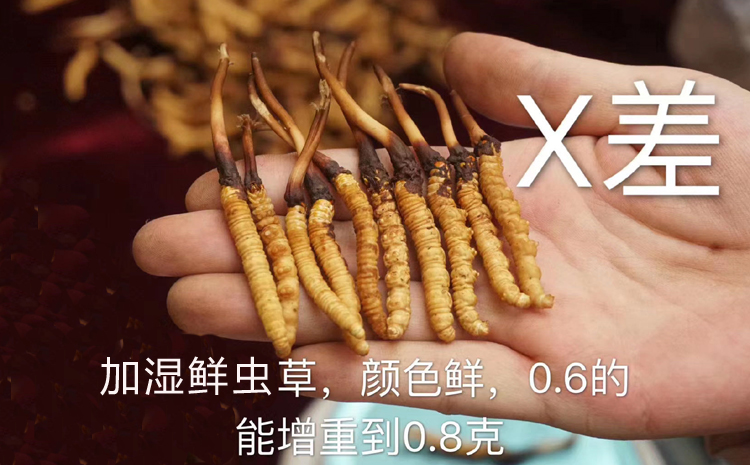 加濕新鮮蟲草圖片