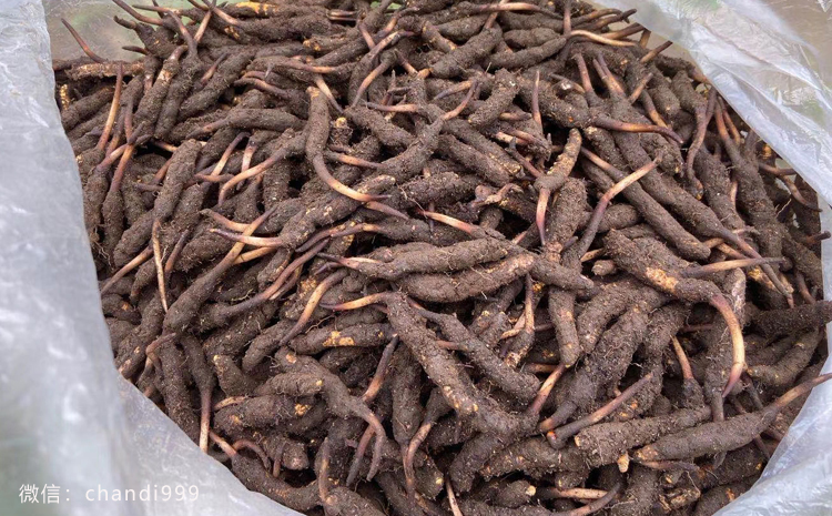 西藏新鮮加查蟲草圖片