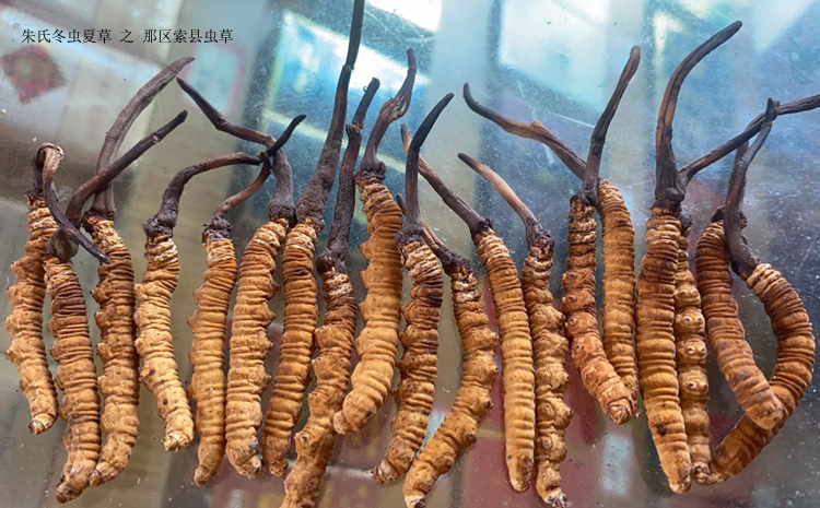 那區(qū)索縣冬蟲(chóng)夏草圖片