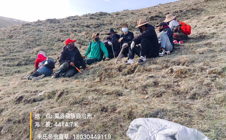 果洛冬蟲(chóng)夏草采挖圖片