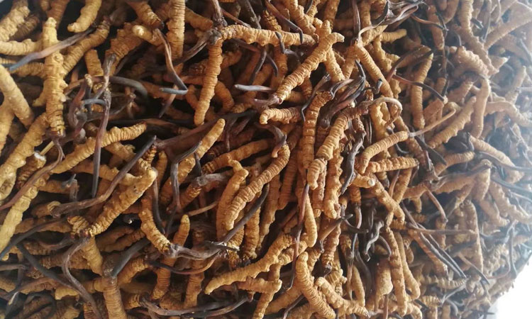 那曲蟲(chóng)草圖片