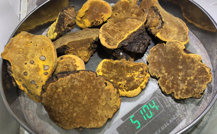 桑黃圖片 桑黃圖片