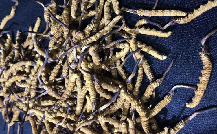 那區冬蟲夏草圖片 那區冬蟲夏草圖片