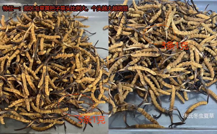 那曲冬蟲夏草的特點之黃草頭