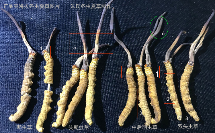 冬蟲夏草鑒定圖片 冬蟲夏草鑒定圖片