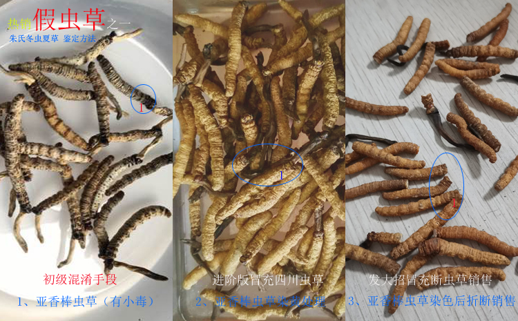 亞香棒蟲草圖片 亞香棒蟲草圖片